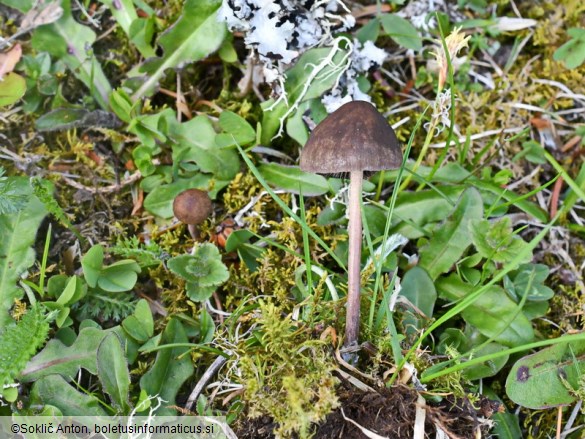 Panaeolus ater
