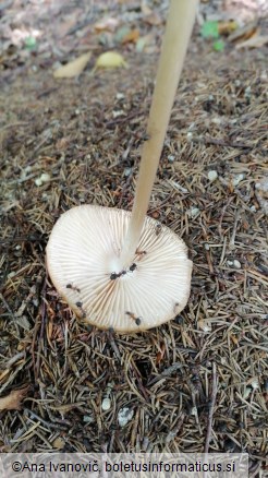 Xerula radicata