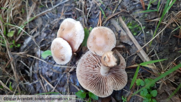 Hebeloma sacchariolens
