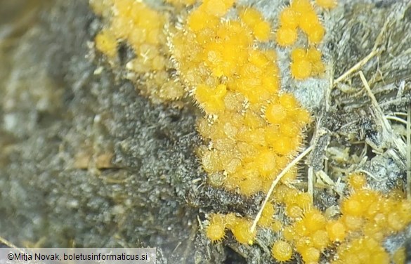 Lasiobolus ciliatus