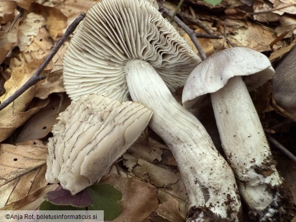Tricholoma sciodes