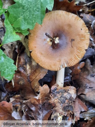Amanita fulva