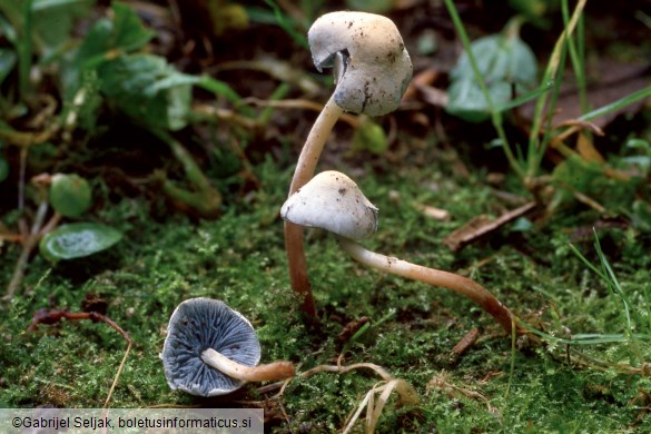 Melanophyllum eyrei