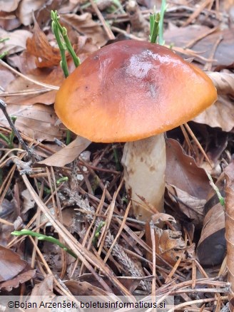 Cortinarius mucosus