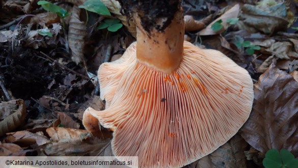 Lactarius deliciosus