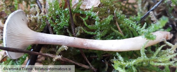 Cantharellula umbonata