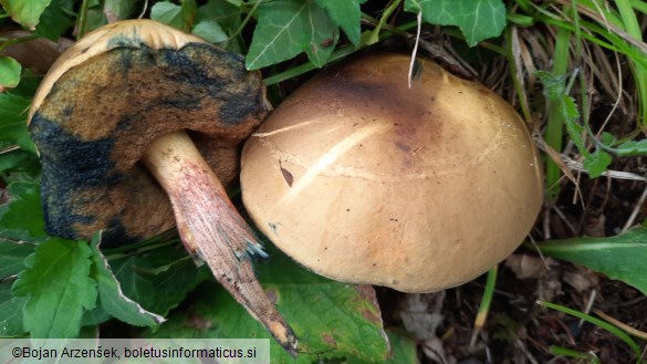 Suillellus mendax