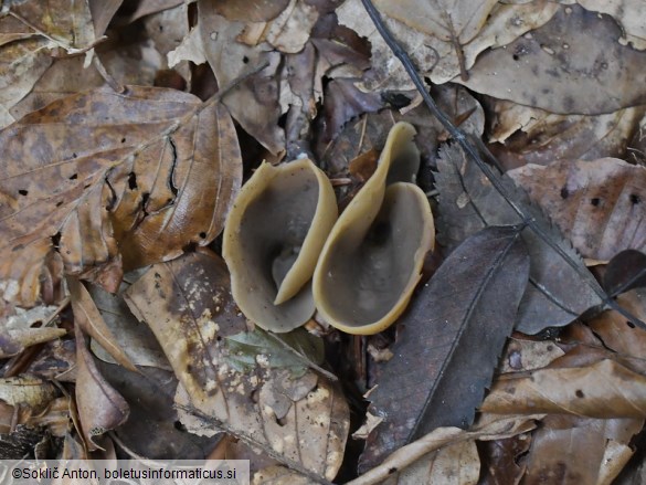 Otidea alutacea