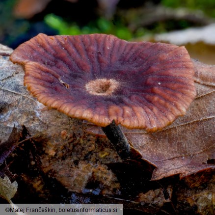 Gymnopus foetidus