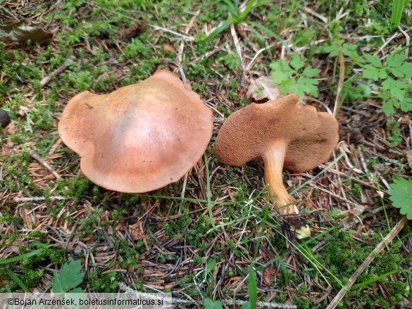 Chalciporus piperatus
