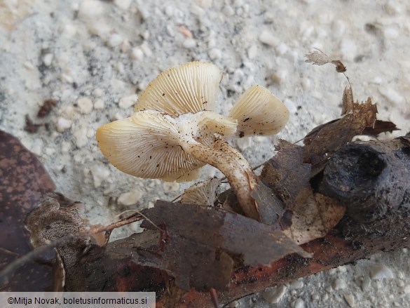 Lentinus tigrinus