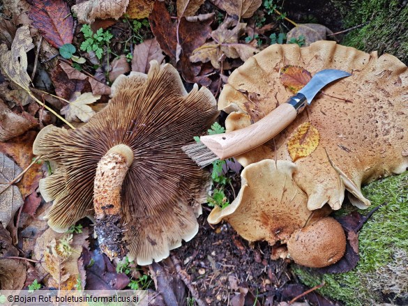 Pholiota squarrosa
