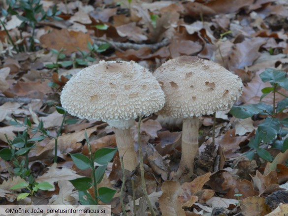 Macrolepiota fuligineosquarrosa