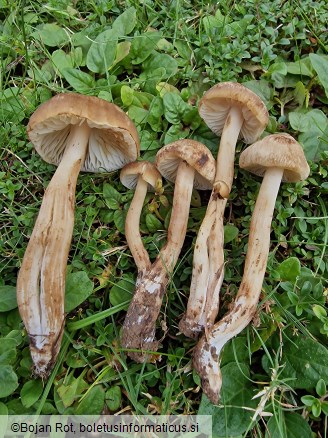 Hygrocybe ingrata