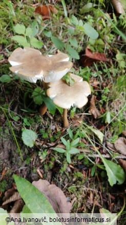 Xerula pudens
