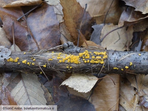 Calycina citrina