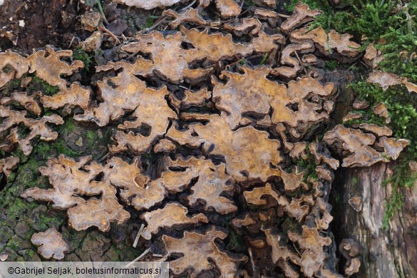 Haematostereum rugosum