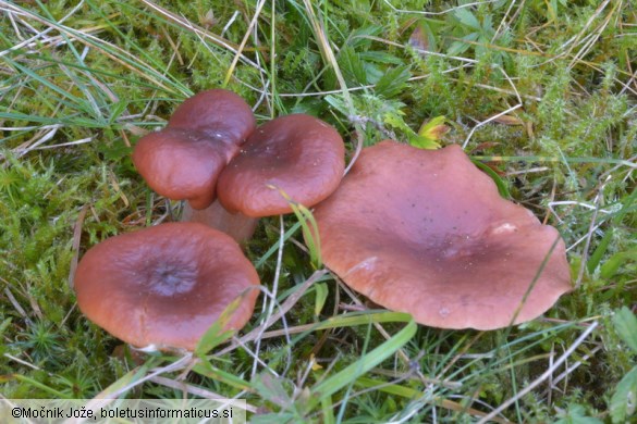 Lactarius badiosanguineus