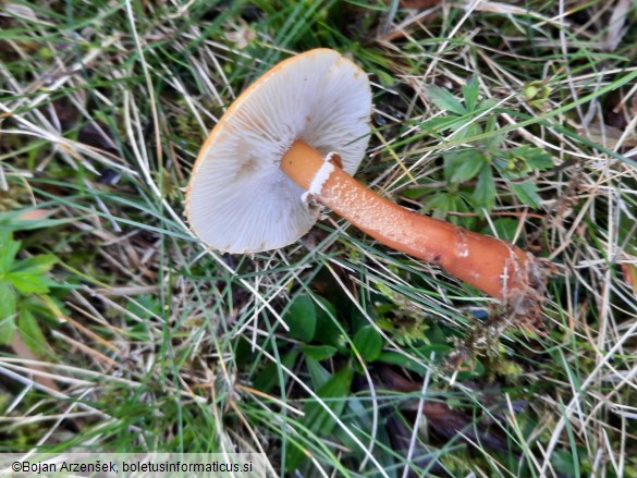 Cystoderma amianthinum
