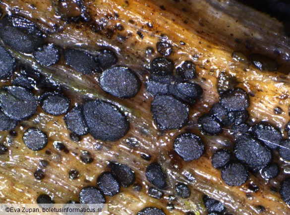 Patinellaria sanguinea