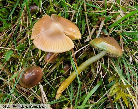 Gliophorus psittacinus