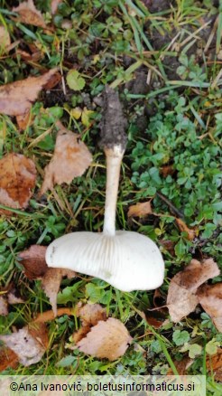 Xerula radicata
