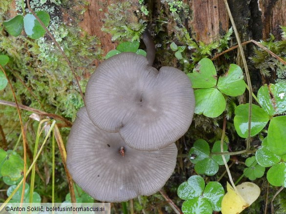 Arrhenia epichysium
