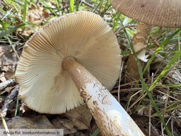 Amanita spadicea