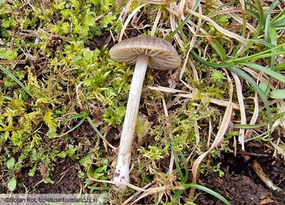 Entoloma plebeioides