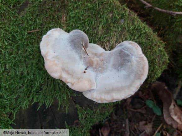 Postia tephroleuca