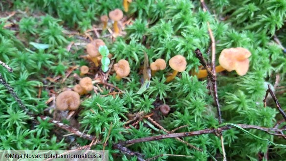 Cantharellus lutescens