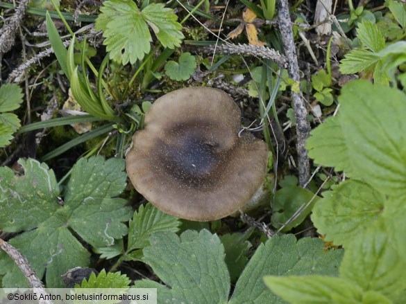 Melanoleuca melaleuca