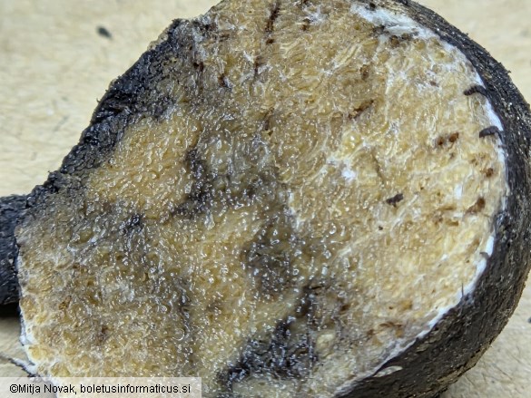 Octaviania asterosperma