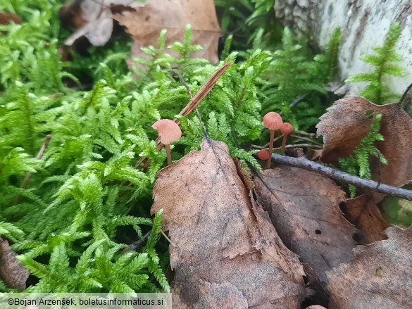 Mycena rosella