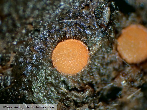 Cheilymenia dennisii