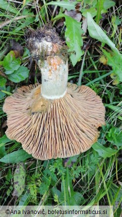Lactarius deliciosus