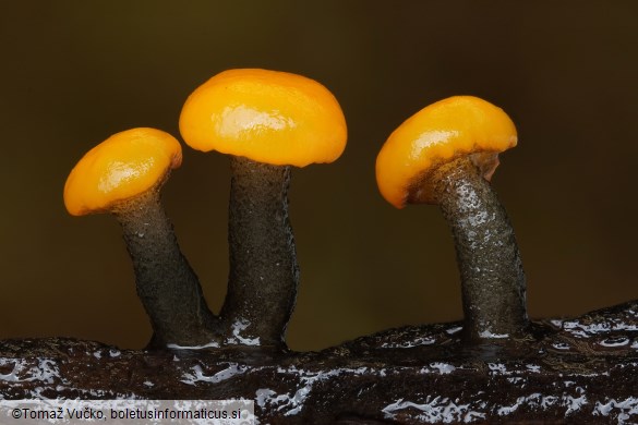 Vibrissea truncorum