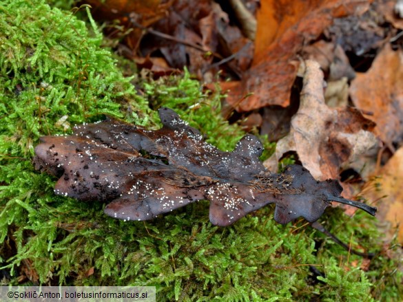 Incrucipulum ciliare