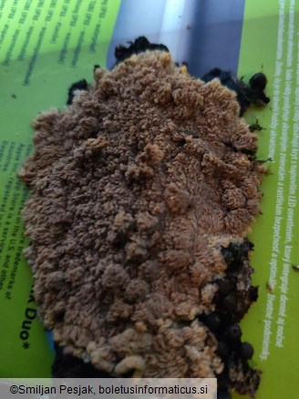 Phlebia radiata