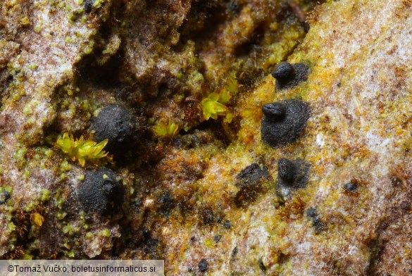 Navicella pileata