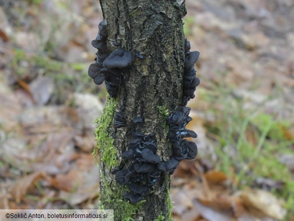 Exidia glandulosa