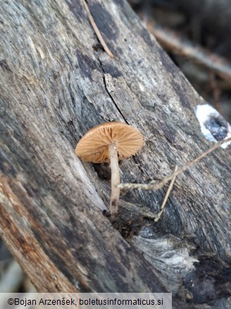 Tubaria furfuracea