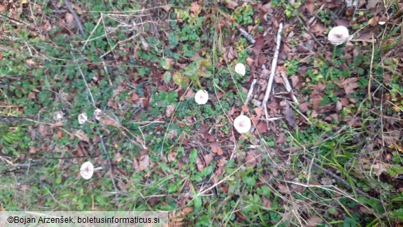 Macrolepiota mastoidea