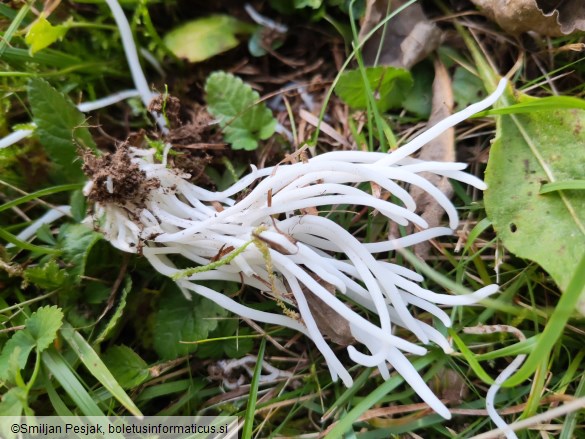 Clavaria fragilis