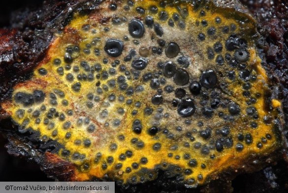 Camaropella lutea