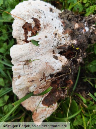 Abortiporus biennis