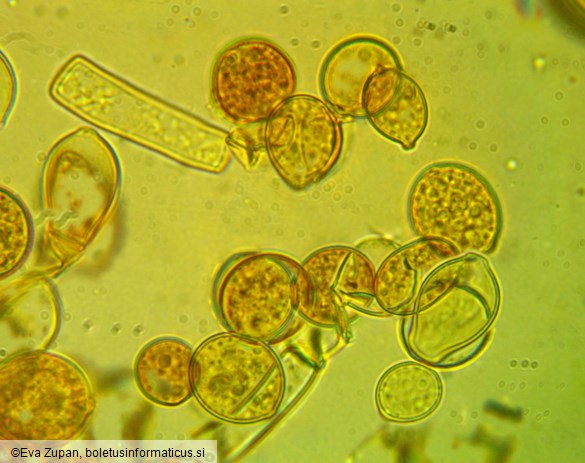 Botryobasidium simile