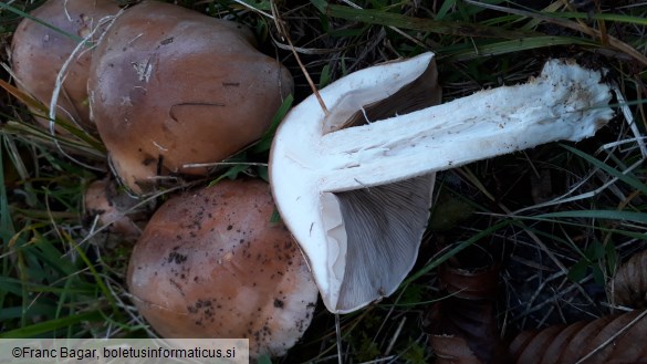 Hebeloma sinapizans