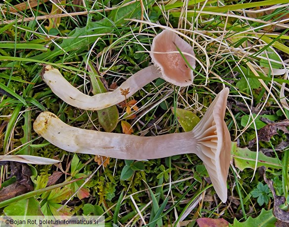 Cuphophyllus flavipes