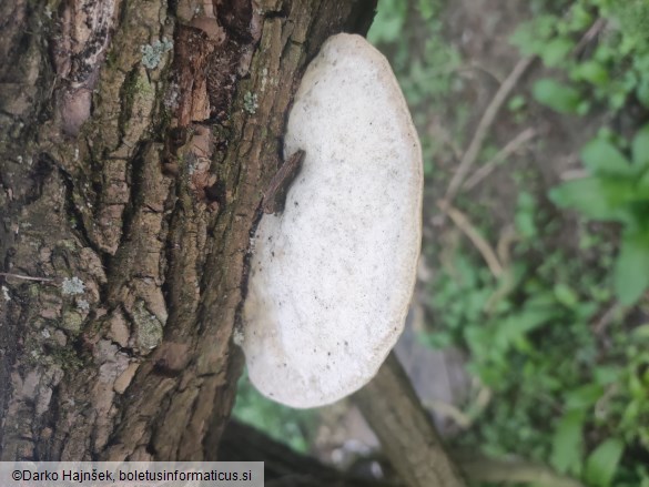 Trametes suaveolens